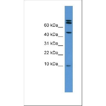 抗  BMP2 兔抗，100UL，SAB2108413-100UL，Sigma