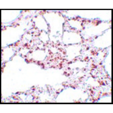 Anti-ZSCAN4 antibody produced in rabbit，100UG，SAB3500212-100UG，Sigma
