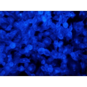 Filipin complex 预制溶液，1ML，SAE0088-1ML，Sigma