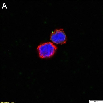 Anti-ssDNA Antibody, clone 16-19 ZooMAb® Mouse Monoclonal，25UL，ZMS1042-25UL，Sigma