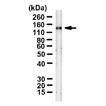 Anti-SARS-CoV-1/2 S protein CR3022 Antibody ZooMAb® Human Monoclonal，25UL，ZHU1077-25UL，Sigma