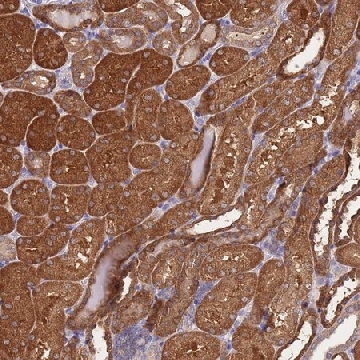 Anti-PRR32 antibody produced in rabbit，100UL，HPA048386-100UL，Sigma