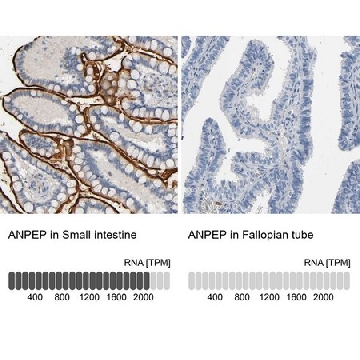 Anti-ANPEP antibody produced in rabbit，100UL，HPA004625-100UL，Sigma