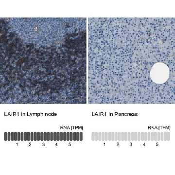 Anti-LAIR1 antibody produced in rabbit，100UL，HPA011155-100UL，Sigma