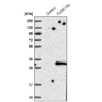 Anti-CCDC134 antibody produced in rabbit，100UL，HPA003936-100UL，Sigma