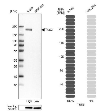 Anti-TNS3 antibody produced in rabbit，100UL，HPA055338-100UL，Sigma
