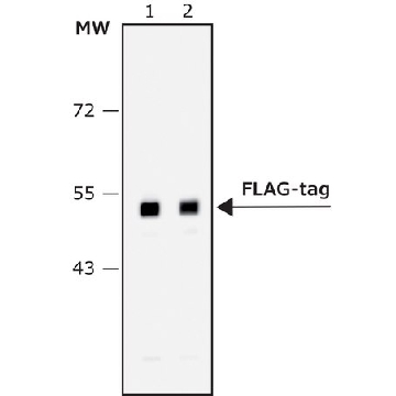 抗-FLAG®-过氧化物酶抗体（兔），1VIAL，H7425-1VL，Sigma