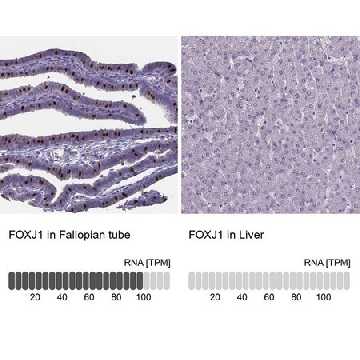 抗-FOXJ1 兔抗，100UL，HPA005714-100UL，Sigma