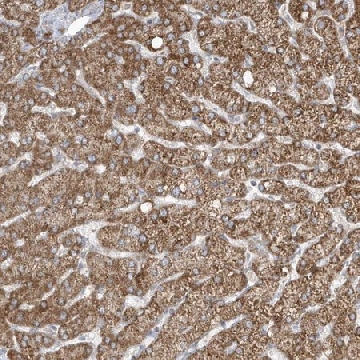 Anti-ADAMTSL3 antibody produced in rabbit，100UL，HPA034773-100UL，Sigma