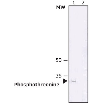 Anti-Phosphothreonine antibody, Mouse monoclonal，100UL，P6623-100UL，Sigma