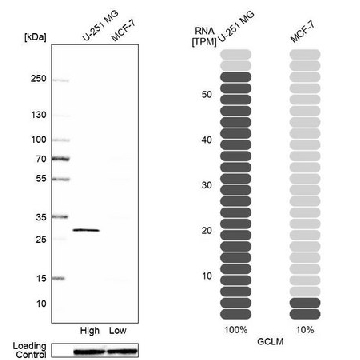 Anti-GCLM antibody produced in rabbit，100UL，HPA023696-100UL，Sigma