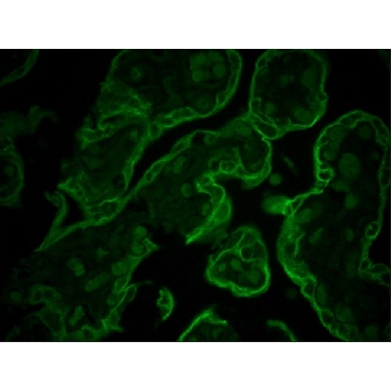 Monoclonal Anti-Cytokeratin Peptide 8 antibody produced in mouse，0.2ML，C5301-.2ML，Sigma