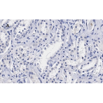 Anti-Lamin B1 Antibody, clone 6K22, ZooMAb® Rabbit Monoclonal，25UL，ZRB1143-25UL，Sigma
