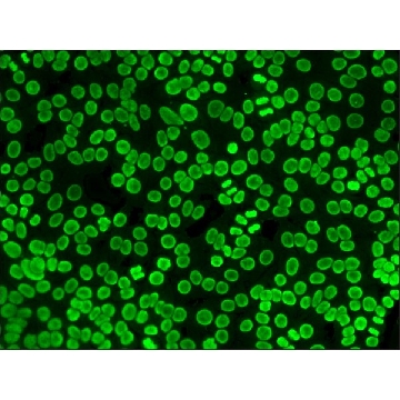 抗-人IgG（全分子）-FITC 兔抗，1ML，F4512-1ML，Sigma