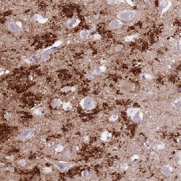 Anti-SLC7A14 antibody produced in rabbit，100UL，HPA045929-100UL，Sigma