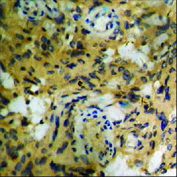 Anti-phospho-ATP1 α1/Na+K+ ATPase1 (pSer²³) antibody produced in rabbit，100UG，SAB4504275-100UG，Sigma