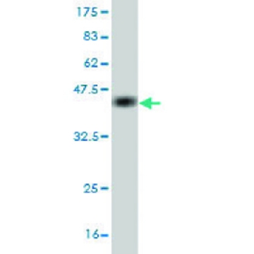 Monoclonal Anti-PDZD8 antibody produced in mouse，100UG，WH0118987M1-100UG，Sigma