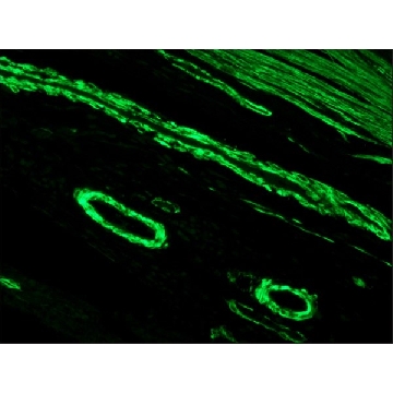 抗小鼠IgG（Fab特异性）−FITC 山羊抗，1ML，F5262-1ML，Sigma