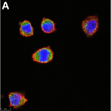 Anti-c-Kit/CD117 Antibody, clone 1L19 ZooMAb® Rabbit Monoclonal，25UL，ZRB1284-25UL，Sigma