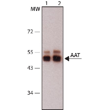 单克隆抗  α-1-抗胰蛋白酶 (AAT) 小鼠抗，200UL，SAB4200198-200UL，Sigma