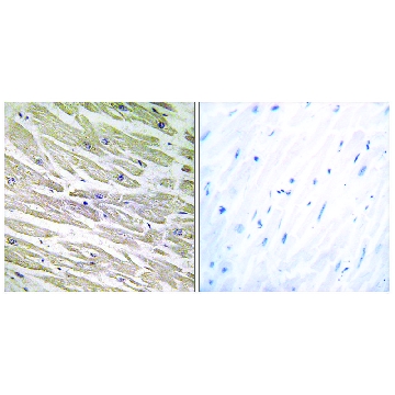 Anti-LAMA4 antibody produced in rabbit，100UG，SAB4501719-100UG，Sigma