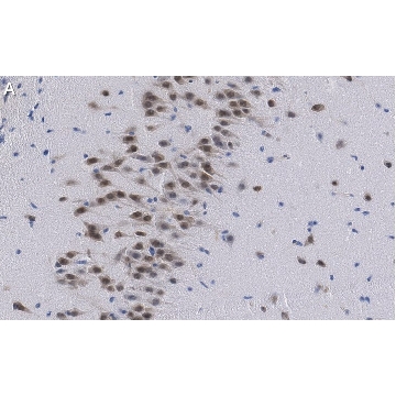 Anti-NeuN Antibody, clone A60 ZooMAb® Mouse Monoclonal，25UL，ZMS377-25UL，Sigma
