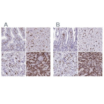 Anti-CD163 antibody produced in rabbit，100UL，HPA046404-100UL，Sigma