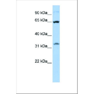 Anti-SLC24A6 antibody produced in rabbit，100UL，SAB2102181-100UL，Sigma