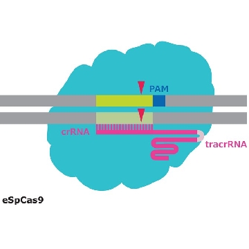 eSpCas9蛋白，50UG，ESPCAS9PRO-50UG，Sigma