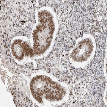 Anti-PUS7 antibody produced in rabbit，100UL，HPA024116-100UL，Sigma