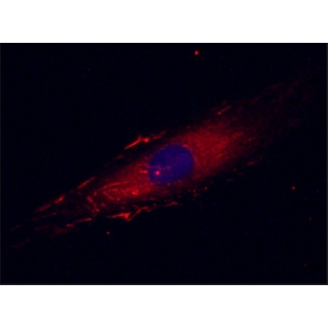 Anti-Fibronectin antibody, Mouse monoclonal，100UL，SAB4200760-100UL，Sigma