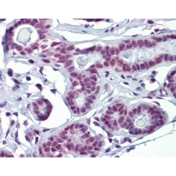 Anti-SOX4 antibody produced in rabbit，100UL，SAB2108306-100UL，Sigma