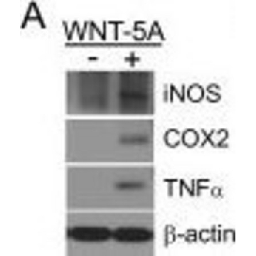 Anti-Nitric Oxide Synthase, Inducible antibody produced in rabbit，0.2ML，N7782-.2ML，Sigma