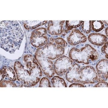 Anti-GLS Antibody, clone 1D16 ZooMAb® Rabbit Monoclonal，4X25UL，ZRB1798-4X25UL，Sigma