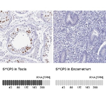 Anti-SYCP3 antibody produced in rabbit，100UL，HPA039635-100UL，Sigma