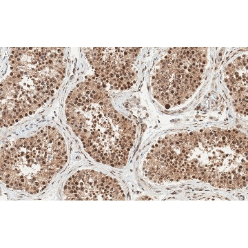 Anti-Anillin Antibody, clone 2C6 ZooMAb® Rabbit Monoclonal，4X25UL，ZRB1407-4X25UL，Sigma