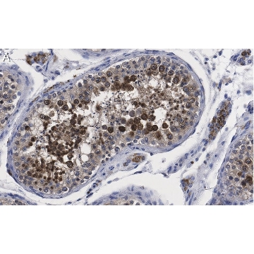 Anti-Centrin Antibody, clone 20H5 ZooMAb® Mouse Monoclonal，25UL，ZMS1054-25UL，Sigma