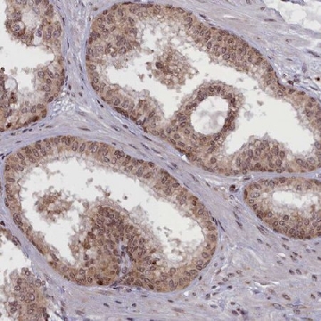 Anti-RABL6 antibody produced in rabbit，100UL，HPA044037-100UL，Sigma