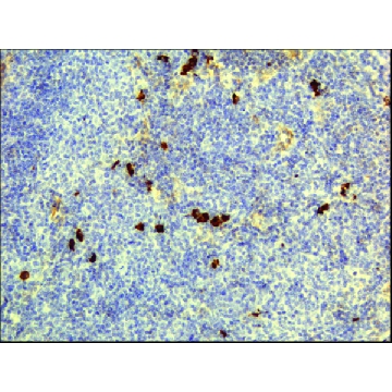 Anti-Human IgD antibody, Rabbit monoclonal，100UG，SAB5600216-100UG，Sigma