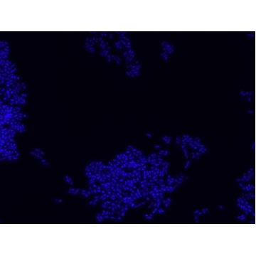Bacterial negative control FISH probe - Cy3，50UL，MBD0035-50UL，Sigma