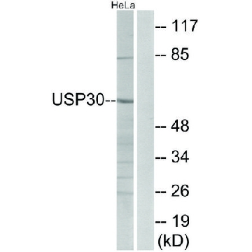 Anti-USP30 antibody produced in rabbit，100UG，SAB4503385-100UG，Sigma