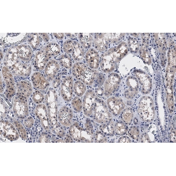 Anti-PP2A C subunit Antibody, clone 2B15 ZooMAb® Rabbit Monoclonal，25UL，ZRB1154-25UL，Sigma