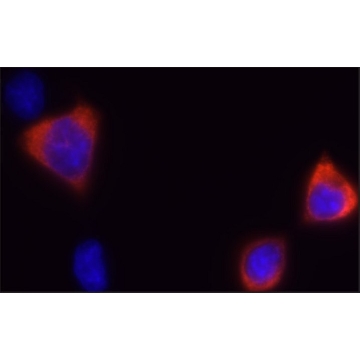 抗-CRISPR/Cas9(C端)抗体,小鼠单克隆，100UL，SAB4200751-100UL，Sigma