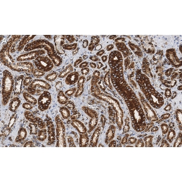 Anti-α-Tubulin Antibody, clone DM1A ZooMAb® Mouse Monoclonal，25UL，ZMS1039-25UL，Sigma