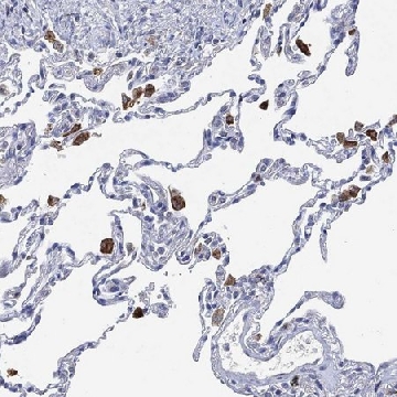 Anti-Vsig4 Antibody Produced In Rabbit，1004G，HPA072756-100UL，Sigma