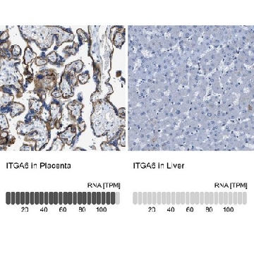 Anti-ITGA6 antibody produced in rabbit，100UL，HPA012696-100UL，Sigma