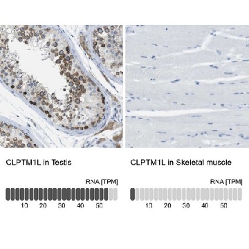 Anti-CLPTM1L antibody produced in rabbit，100UL，HPA014791-100UL，Sigma