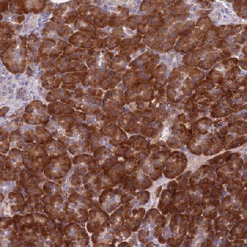 Anti-NDUFAF6 antibody produced in rabbit，100UL，HPA050545-100UL，Sigma