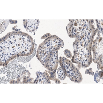 Anti-ATG7 Antibody, clone 1E15 ZooMAb® Rabbit Monoclonal，25UL，ZRB1235-25UL，Sigma
