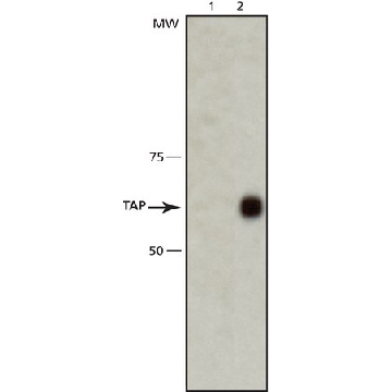 Anti-TAP antibody, Mouse monoclonal，200UL，T1076-200UL，Sigma